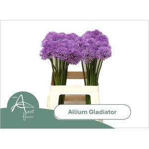 ALLIUM GLADIATOR