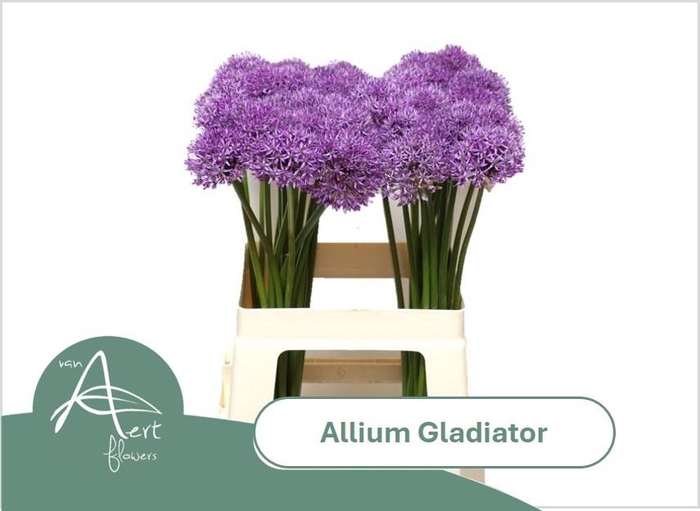 <h4>ALLIUM GLADIATOR</h4>