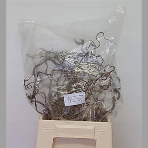 Corylus Av Contorta 40cm