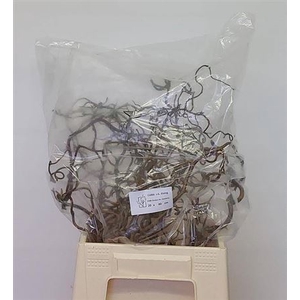 Corylus Av Contorta 40cm