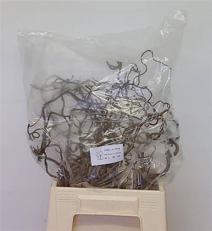 <h4>Corylus Av Contorta 40cm</h4>