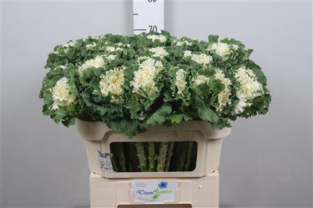 <h4>Brass Crane Ru White</h4>