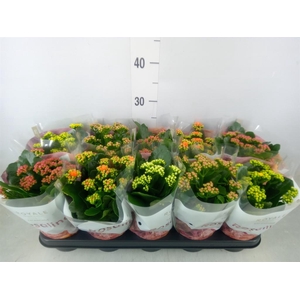Kalanchoe blos. 'RoyalDon'   ..mix