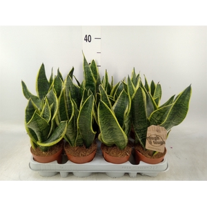 Sansevieria trifa. 'Futura Superba'