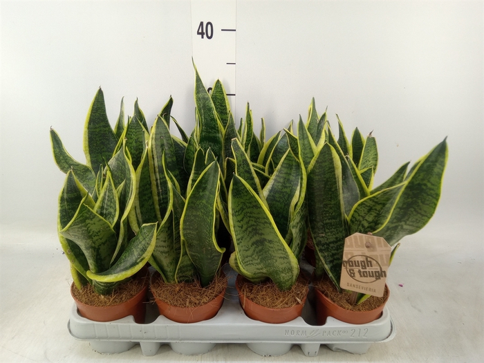 <h4>Sansevieria trifa. 'Futura Superba'</h4>