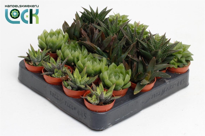 <h4>Haworthia gemengd</h4>