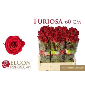Rosa grootbloemig Furiosa