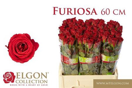 <h4>Rosa grootbloemig Furiosa</h4>