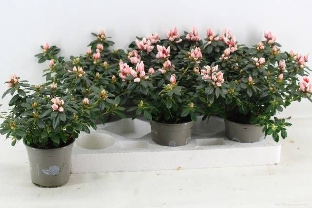 <h4>RHODO SI MEVR GERARD</h4>