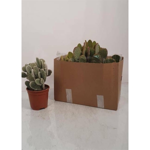CACTUS OPUNTIA MICRODASYS