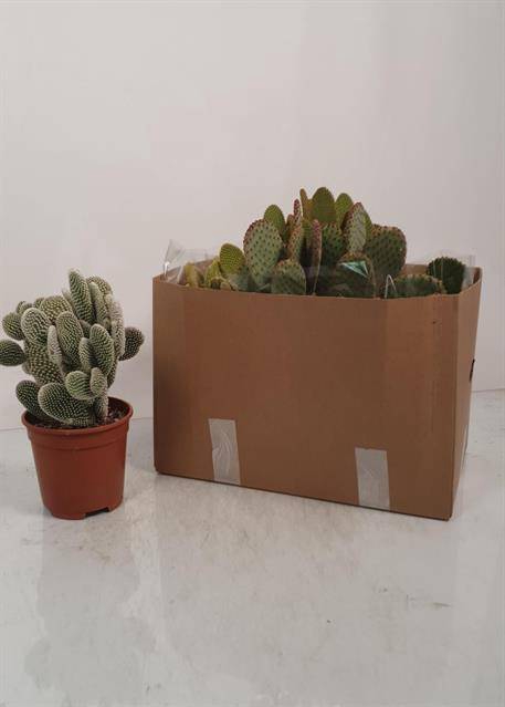 <h4>CACTUS OPUNTIA MICRODASYS</h4>