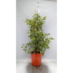 Ficus benja. 'Golden King'