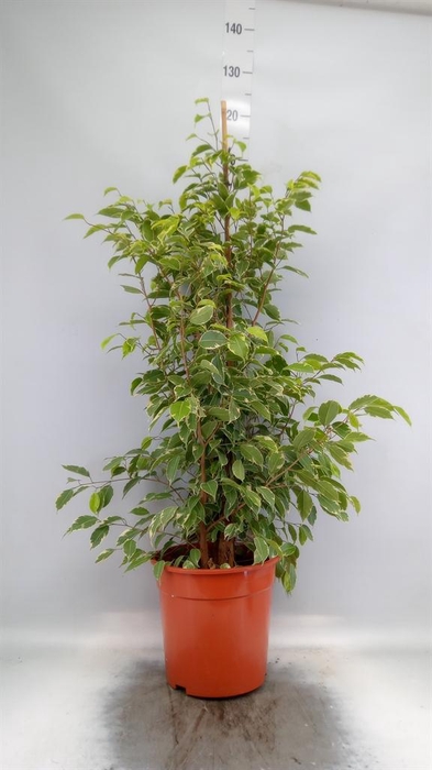 <h4>Ficus benja. 'Golden King'</h4>
