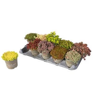 SEDUM GEM