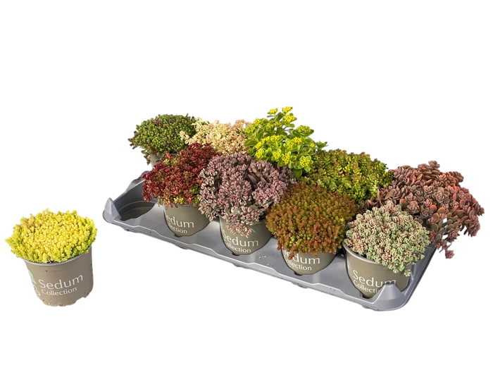 <h4>SEDUM GEM</h4>