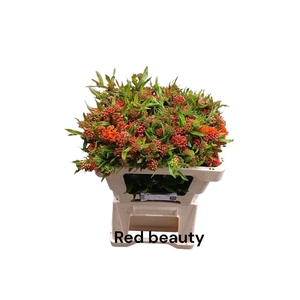 Ascl T Red Beauty
