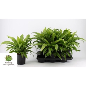 Asplenium antiquum