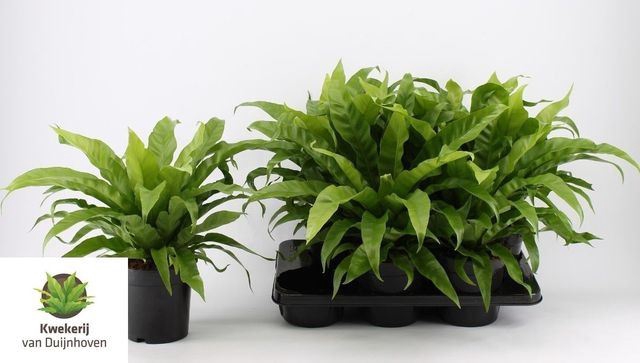 <h4>Asplenium antiquum</h4>