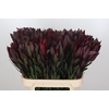 Leucadendron Saf Sunset Dark R.