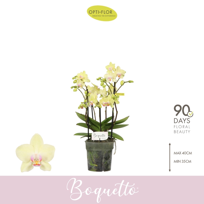 <h4>Boquetto Sensation 3-5 spike</h4>