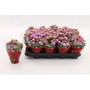 Kalanchoe Double Pink