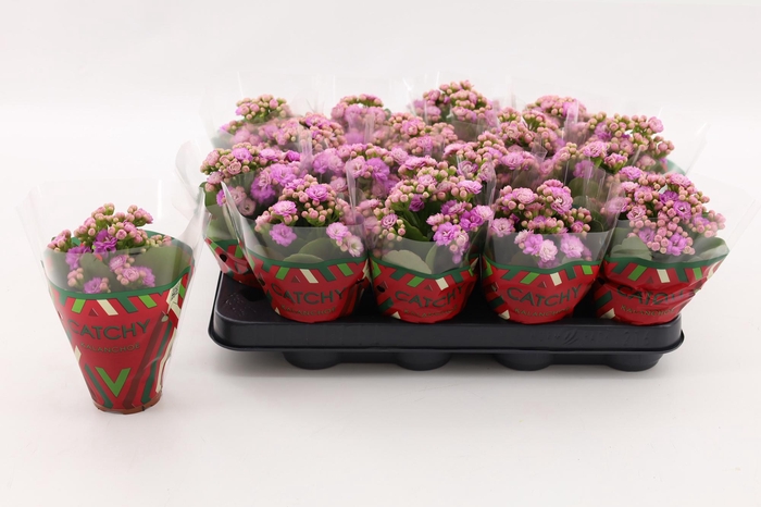 <h4>Kalanchoe Double Pink</h4>