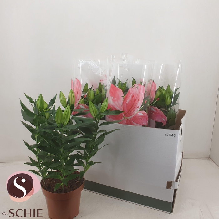 <h4>LIL OR MAGNY COURS</h4>