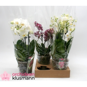 PHAL GEM