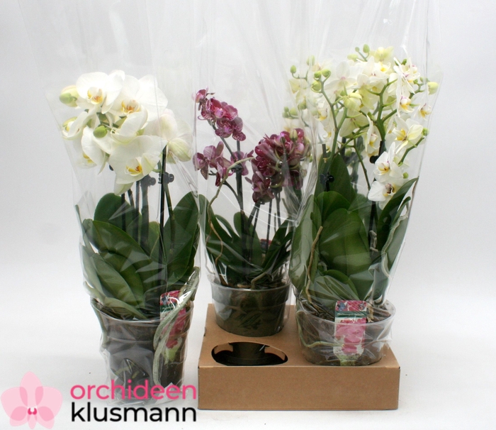 <h4>PHAL GEM</h4>