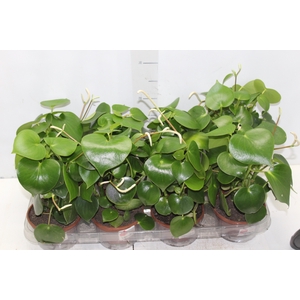 PEPEROMIA POLYBOTRYA RAINDROP C13