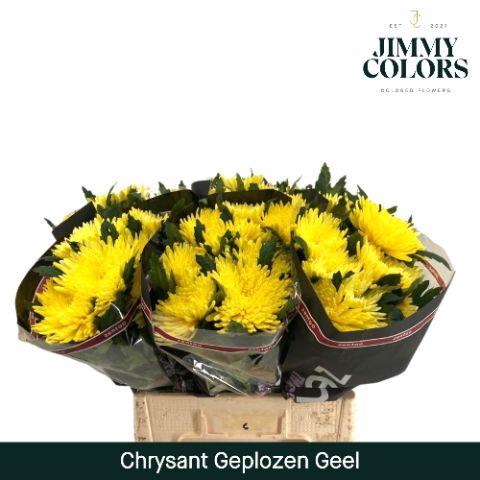 <h4>Chr G Topspin Yellow</h4>