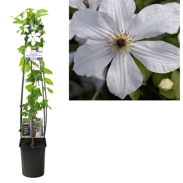 <h4>Clematis 'Forever Friends' PBR +light label</h4>