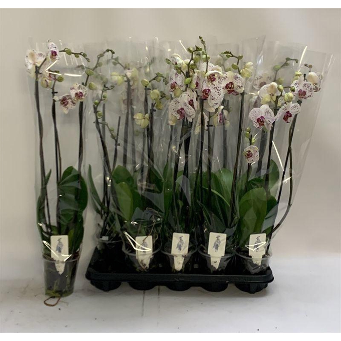 <h4>PHAL CALYPSO</h4>