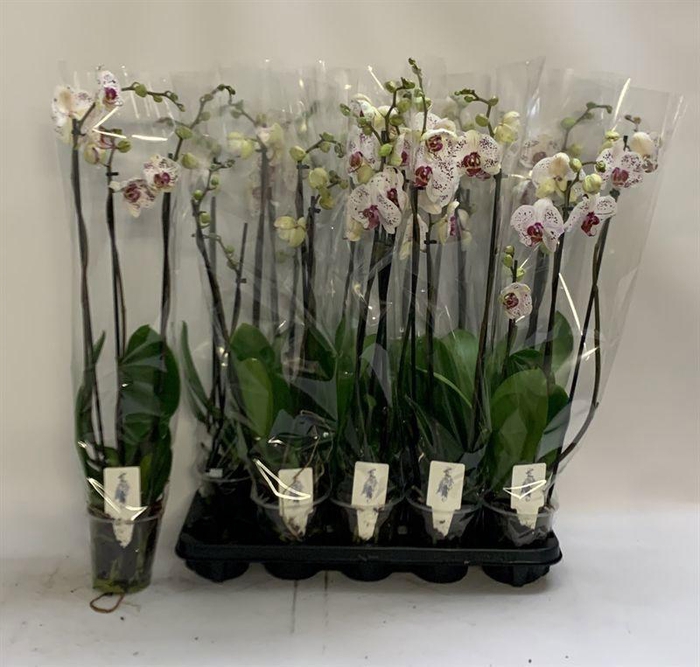PHAL CALYPSO