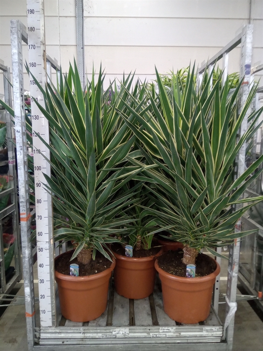 <h4>Yucca elephantipes 'Puck'   ...KS</h4>