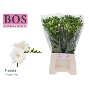 Freesia enk Corvette