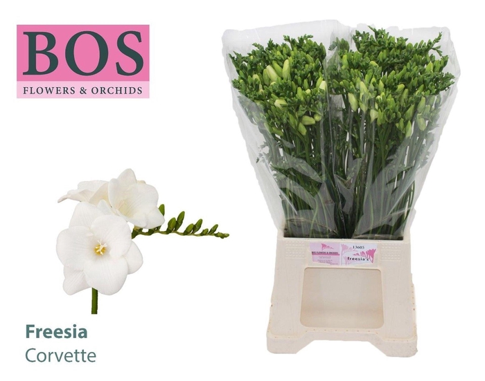 <h4>Freesia enk Corvette</h4>