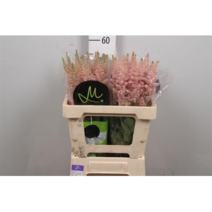 Astil C Vision Inferno