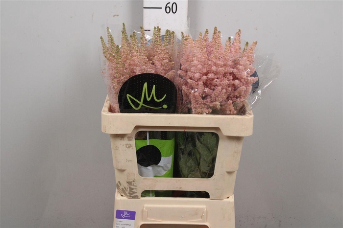 <h4>Astil C Vision Inferno</h4>