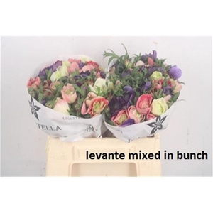 Anemone Levante Mixed In Bunch