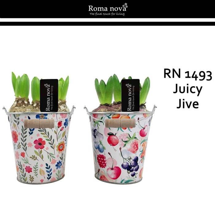 <h4>Arr. Hyacinthus L%</h4>