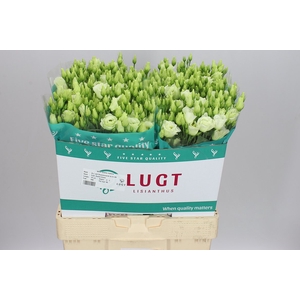 Eust Du Rosita Green