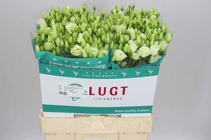 <h4>Eust Du Rosita Green</h4>