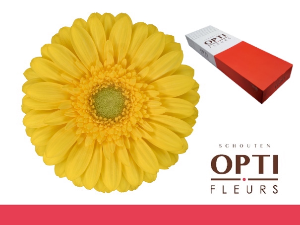 <h4>Germini Emoji Doos</h4>