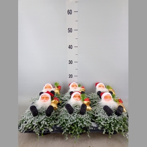 Soleirolia soleirolii   ...green