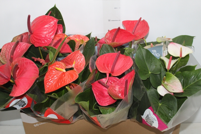 <h4>ANTHURIUM VARIADO P15</h4>