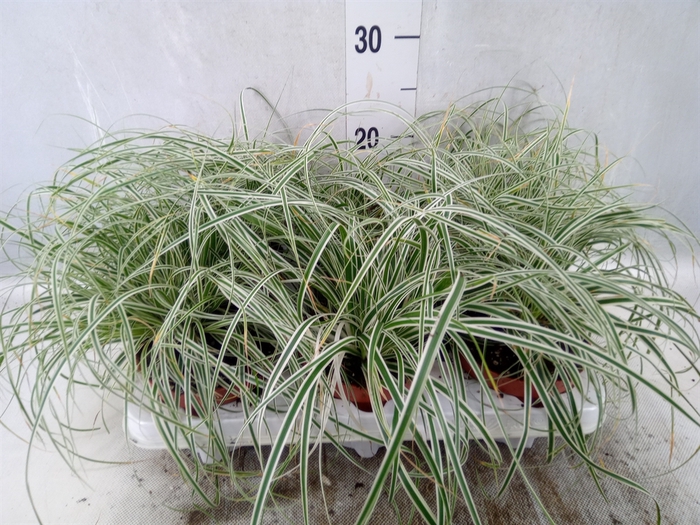 <h4>Carex oshimensis 'Everest'</h4>