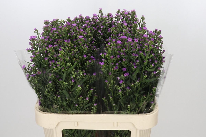 <h4>Aster Painted Lady</h4>