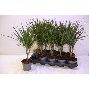 Dra Marginata