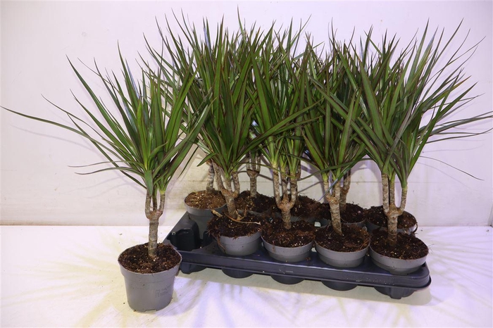 <h4>Dra Marginata</h4>